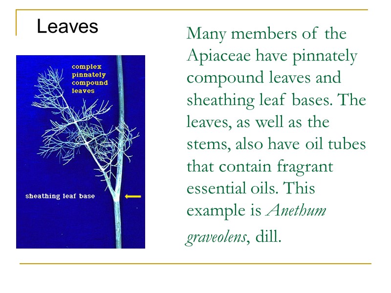 Many members of the Apiaceae have pinnately compound leaves and sheathing leaf bases. The